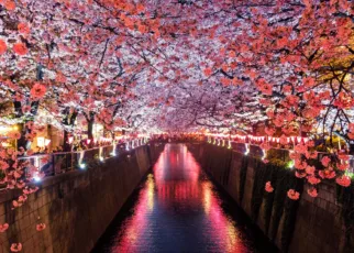 canal between cherry blossom trees